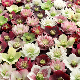 Spring Promise® Lenten Roses – Range of varieties