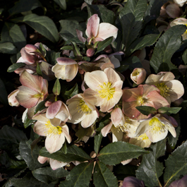 Range of Snow Roses