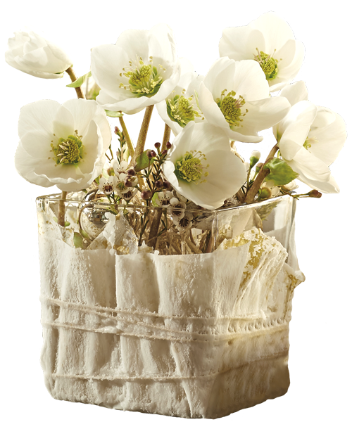 CHRISTMAS ROSES AS CUT FLOWERS FOR THE HOME