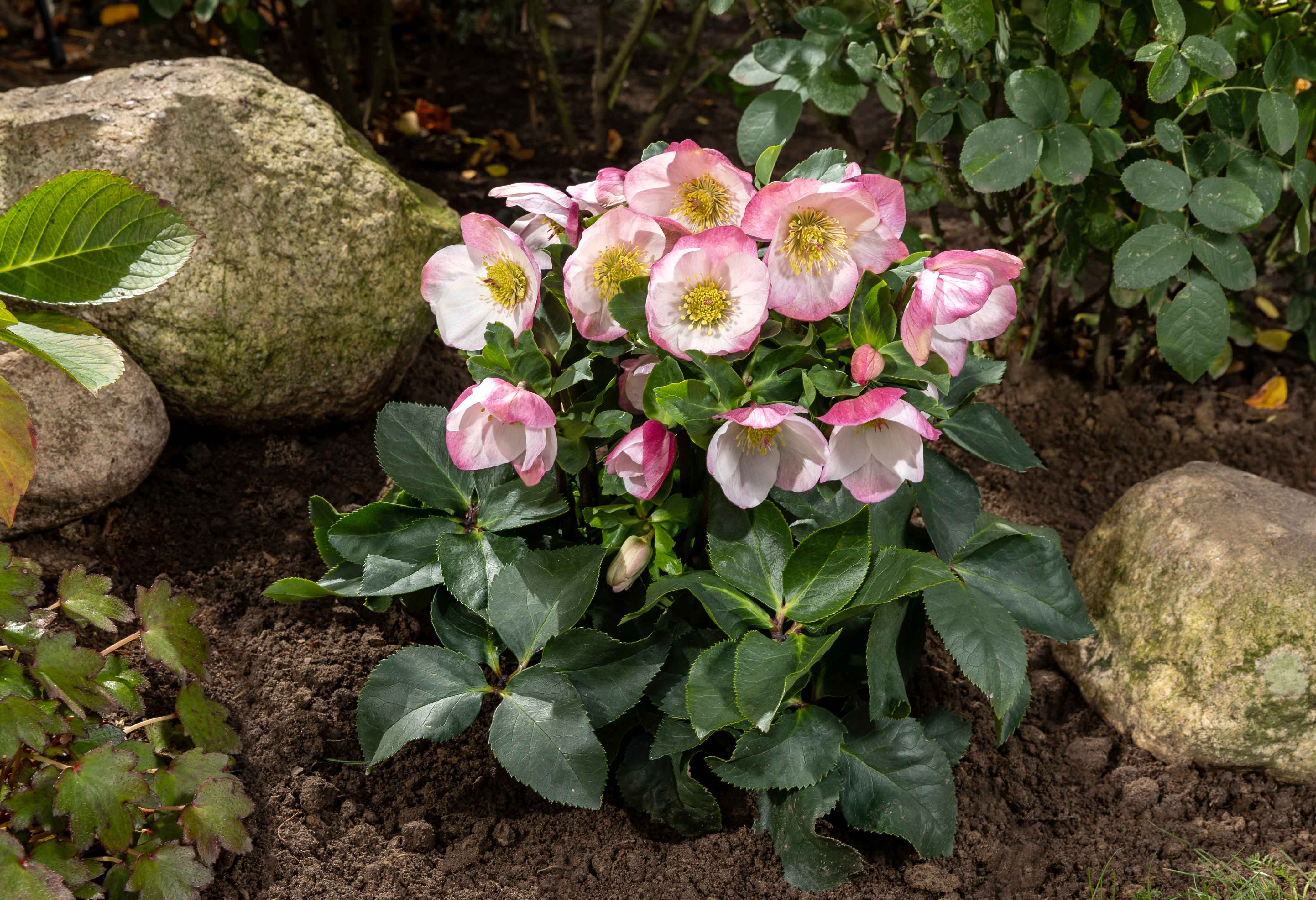 PLANTING WINTER BALLET VARIETIES PROPERLY