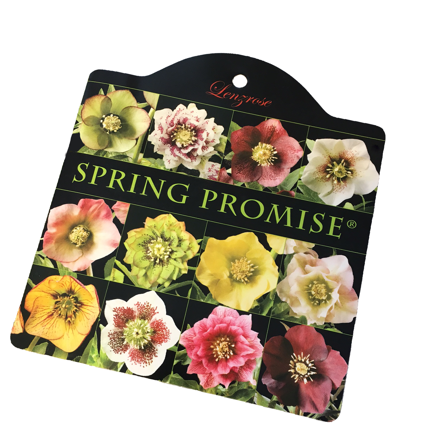 Range of Spring Promise® Lenten Rose varieties