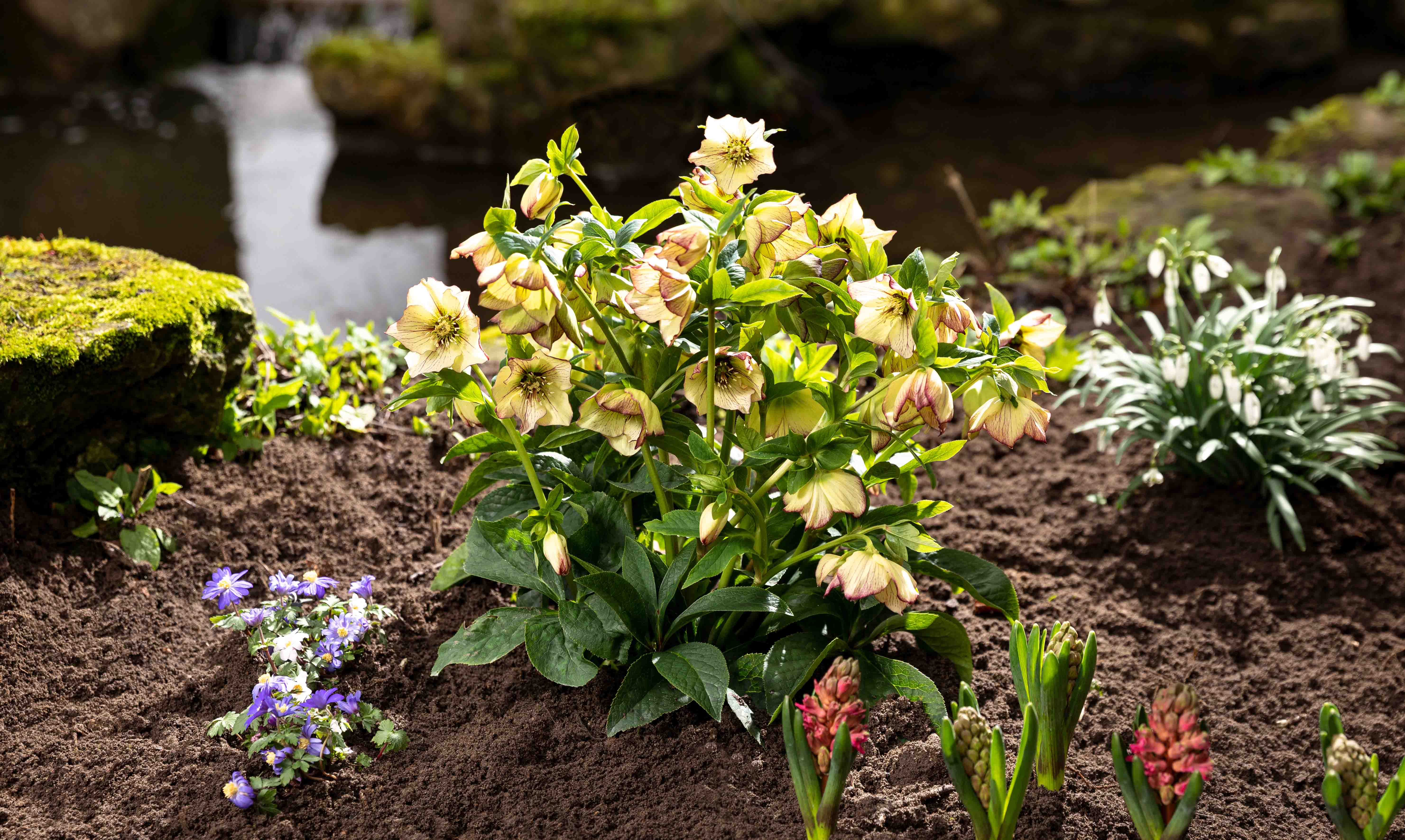 LENTEN ROSES FOR THE GARDEN